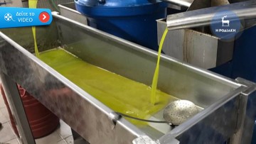 Ρεκόρ φέτος στην παραγωγή λαδιού στα Δωδεκάνησα