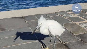 Βίντεο και φώτο: Ένας μοναδικός φτερωτός επισκέπτης για 9η χρονιά στη Ρόδο μας