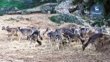 Ξεκινούν οι εργασίες για τις περιφράξεις για τα ελάφια στη Νότια Ρόδο