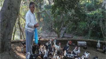 Κ. Σάρλης: Ο ανεκδιήγητος δρόμος στο Ροδίνι και οι πάπιες που πεθαίνουν απ’ την πείνα