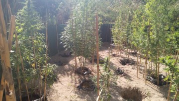 Στο Εφετείο 40χρονος κατηγορούμενος για χασισοφυτεία