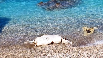 Νεκρή αγελάδα εκβράστηκε σε παραλία της Ρόδου