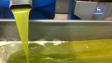 Τριπλάσια ποσότητα λαδιού παρήγαγε η Ρόδος φέτος