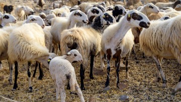 Κινδυνεύουν να καταστραφούν  οι κτηνοτρόφοι της Αστυπάλαιας