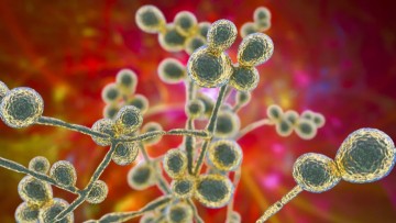 CDC: O μύκητας που εξαπλώνεται «με ανησυχητικό ρυθμό»