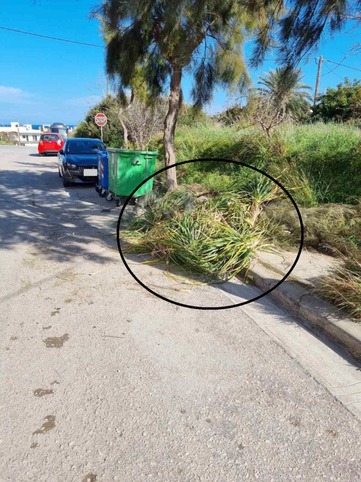 Κλαδιά πεταμένα δίπλα στους κάδους των σκουπιδιών