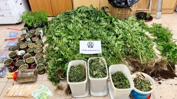 Άφαντος ο ιδιοκτήτης  της χασισοφυτείας στην Κω