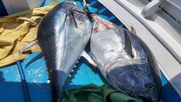 Ολοκληρωτική η καταστροφή των ψαράδων αν διακοπεί η αλιεία του κόκκινου τόνου
