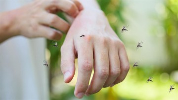 Προγραμματική σύμβαση για την καταπολέμηση των κουνουπιών