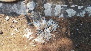 Συνεργασία ΔΕΔΔΗΕ και Συλλόγου Ελληνικής Ιερακοθηρίας για τη διάσωση αρπακτικών πτηνών