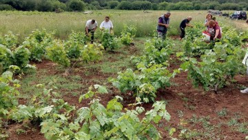 Ξεκίνησε το μάζεμα των αμπελόφυλλων για τη γιορτή γιαπρακιού στη Σάλακο