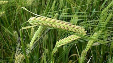 Ι. Βολανάκης: Φαρμακευτικά και αρωματικά φυτά της Ελλάδας