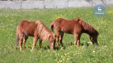 45 γαϊδούρια και 48 άλογα κατεγράφησαν στα Δωδεκάνησα