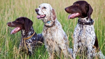 Προστίθενται δύο επιπλέον ζώνες εκπαίδευσης κυνηγετικών σκυλιών