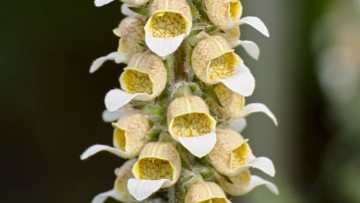 Δρ. Ιωάννη Ηλ. Βολανάκη: Φαρμακευτικά και αρωματικά φυτά της Ελλάδας: Δακτυλίτις η εριώδης (Digitalis lanata), κοινώς δακτυλίτιδα