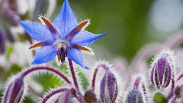 Ι. Βολανάκης: Φαρμακευτικά και αρωματικά φυτά της Ελλάδας