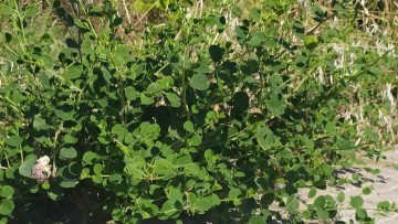 Την κάπαρη θέλει να πιστοποιήσει ως τοπικό προϊόν η περιφέρεια