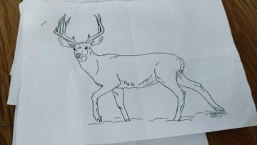 Τα... «ελάφια» δεύτερο «κόμμα» στην Κατταβιά της Νότιας Ρόδου!