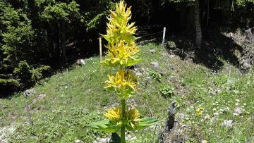 Ιωάννης Ηλ. Βολανάκης| Φαρμακευτικά και αρωματικά φυτά της Ελλάδας: Γεντιανή η κιτρίνη  (Gentiana lutea), κοινώς γεντιανή