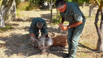 Η δασική περίπολος έσωσε από βέβαιο θάνατο παγιδευμένο ελαφάκι στη Ρόδο (video + φωτογραφίες)