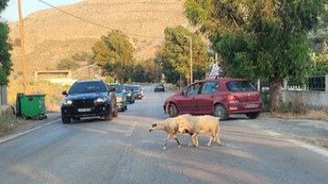 Σοβαρό πρόβλημα με τα αιγοπρόβατα που... «βόσκουν» στους δρόμους