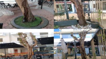Θα κοπούν έξι άρρωστα δέντρα στην οδό Καρπάθου