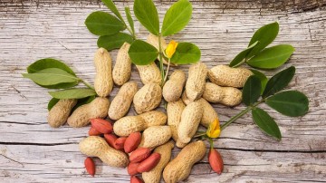 Δρ. Ιωάννης Ηλ. Βολανάκης: Φαρμακευτικά και αρωματικά φυτά της Ελλάδας: Αραχίς η υπόγειος (Arachis hypogaea), κοινώς αραχίδα, φιστικιά αράπικη