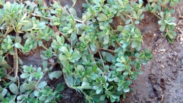 Δρ. Ιωάννης Ηλ. Βολανάκης: Φαρμακευτικά και αρωματικά φυτά της Ελλάδας