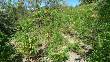 Ρόδος: Χειροπέδες σε 57χρονο που καλλιεργούσε φυτεία κάνναβης