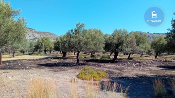Μικρή πυρκαγιά εκδηλώθηκε στις εγκαταστάσεις του Συλλόγου Προστασίας Μικρόσωμου Αλόγου "Φαέθων"