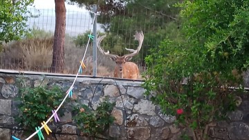 "Δεν ήρθαν τα ελάφια στις αυλές μας. Εμείς μπήκαμε στα σπίτια τους. Και τα λεηλατήσαμε".