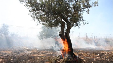 Τεράστια η ζημιά και στην ελαιοκομία της Ρόδου: Έγιναν στάχτη 50.000 ελαιόδεντρα