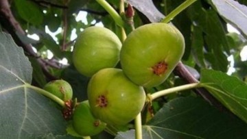Ιω. Βολανάκης | Φαρμακευτικά και αρωματικά φυτά της Ελλάδας: Συκή η καρική (Ficus carica), κοινώς συκιά