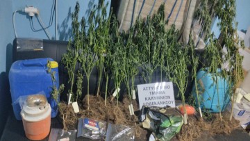 Συνελήφθησαν επ’ αυτοφώρω δύο άνδρες να προβαίνουν σε καλλιέργεια κάνναβης στην Κάλυμνο