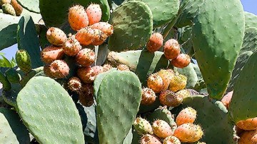 Δρ. Ιωάννης Ηλ. Βολανάκης: Φαρμακευτικά και αρωματικά φυτά της Ελλάδας - Οπουντία η ινδική συκή (Opuntia ficus-indica)