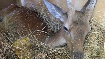 Χειρουργήθηκε το ελαφάκι  που σώθηκε από τη φωτιά