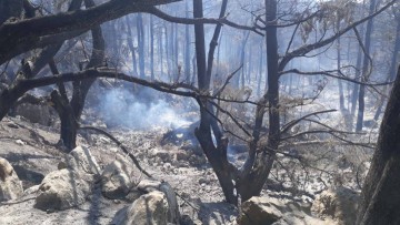 Συγκέντρωση διαμαρτυρίας θα πραγματοποιηθεί σήμερα για τις πυρόπληκτες περιοχές