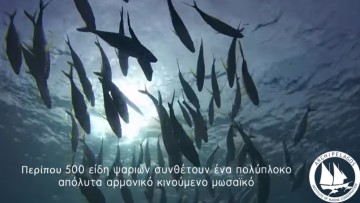 Ινστιτούτο Αρχιπέλαγος: Ο φαντασμαγορικός κόσμος των ελληνικών θαλασσών (video)