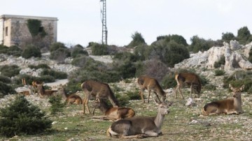 Επιστολή στον πρωθυπουργό για την απαγόρευση του κυνηγιού στη Ρόδο