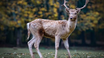 Περιφέρεια Νοτίου Αιγαίου: Επιτρέπεται περιβαλλοντικές οργανώσεις να διαδίδουν ψεύδη και συκοφαντίες;