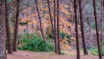 18 άτομα στον τομέα της πυρασφάλειας θα προσλάβει ο δήμος Κω