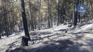 Απόφαση της Διεύθυνσης Δασών για τριετή απαγόρευση θήρας στις καμένες περιοχές