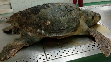 Αίσιο τέλος είχε η περιπέτεια της χελώνας Caretta Caretta