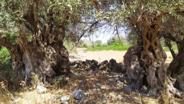 Στάχτη έγιναν όλα τα υπεραιωνόβια ελαιόδενδρα στο χωριό Ασκληπειό