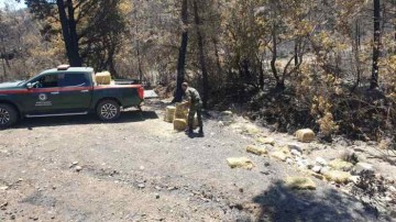 Σίτιση ελαφιών στις περιοχές που επλήγησαν από την πυρκαγιά