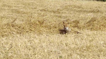Φώτο και βίντεο: Αλεπού κόβει... βόλτες στη Ρόδο και... ποζάρει στον φωτογραφικό φακό