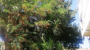 Ακλάδευτα τα δέντρα και στην περιοχή των Αγίων Αποστόλων