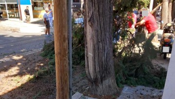 Αναστάτωση προκλήθηκε από πτώση κλαδιού στην οδό Λίνδου