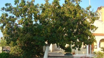 Δρ. Ιωάννης Βολανάκης: Περσέα η αμερικανική (Persea americana),  κοινώς αβοκάντο, βουτυρόδενδρο