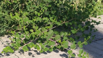 Το Γεωπονικό Πανεπιστήμιο αναλαμβάνει την πιστοποίηση της «Κάπαρης Αιγαίου»